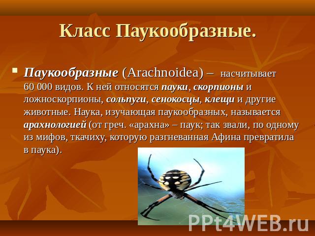 Класс Паукообразные. Паукообразные (Arachnoidea) – насчитывает 60 000 видов. К ней относятся пауки, скорпионы и ложноскорпионы, сольпуги, сенокосцы, клещи и другие животные. Наука, изучающая паукообразных, называется арахнологией (от греч. «арахна» …
