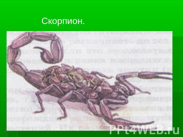 Скорпион.