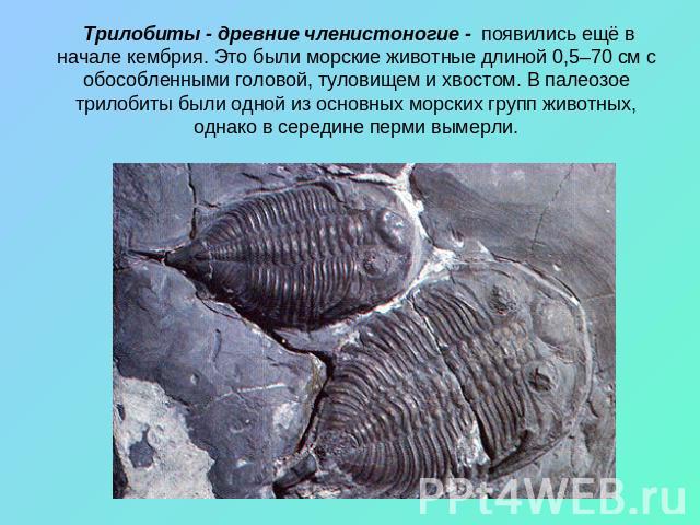 Трилобиты - древние членистоногие - появились ещё в начале кембрия. Это были морские животные длиной 0,5–70 см с обособленными головой, туловищем и хвостом. В палеозое трилобиты были одной из основных морских групп животных, однако в середине перми …