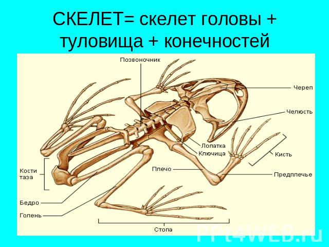 СКЕЛЕТ= скелет головы + туловища + конечностей
