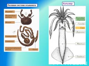 Половая система осьминога Кальмар