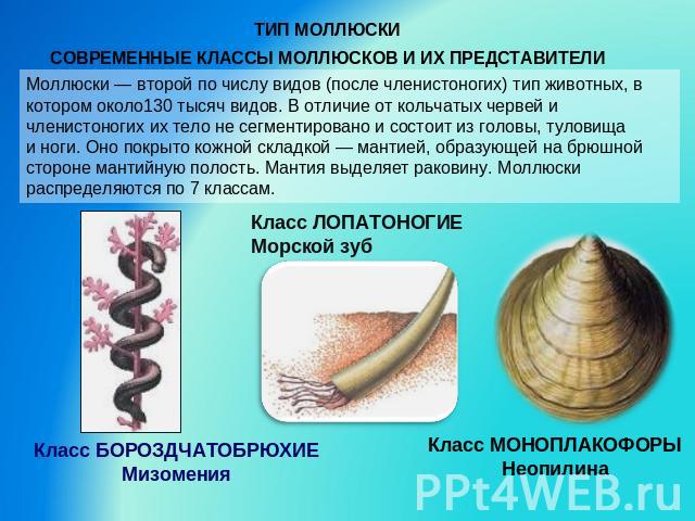 Моллюски — второй по числу видов (после членистоногих) тип животных, в котором около130 тысяч видов. В отличие от кольчатых червей и членистоногих их тело не сегментировано и состоит из головы, туловища и ноги. Оно покрыто кожной складкой — мантией,…