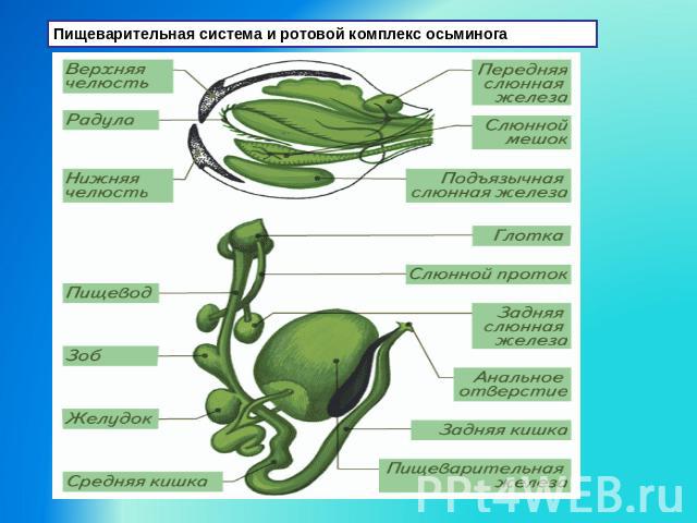Пищеварительная система и ротовой комплекс осьминога