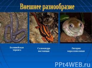 Внешнее разнообразие Боливийская червягаСаламандра настоящаяЛитория коралловолап