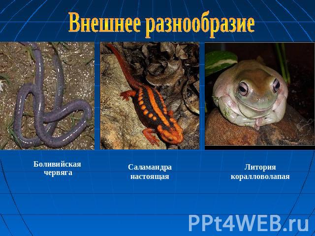 Внешнее разнообразие Боливийская червягаСаламандра настоящаяЛитория коралловолапая