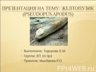 Презентация на тему: желтопузик (Pseudopus apodus) Выполнила: Тодорова Е.М.Групп