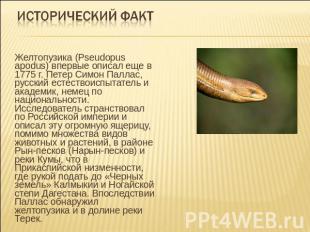 Исторический факт Желтопузика (Pseudopus apodus) впервые описал еще в 1775 г. Пе