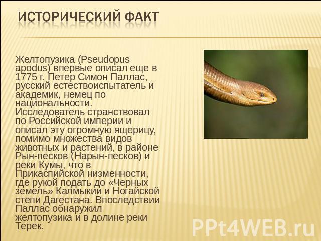 Исторический факт Желтопузика (Pseudopus apodus) впервые описал еще в 1775 г. Петер Симон Паллас, русский естествоиспытатель и академик, немец по национальности. Исследователь странствовал по Российской империи и описал эту огромную ящерицу, помимо …