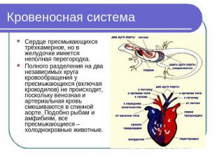 Кровеносная система Сердце пресмыкающихся трёхкамерное, но в желудочке имеется н