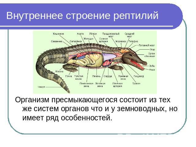 Внутреннее строение рептилий Организм пресмыкающегося состоит из тех же систем органов что и у земноводных, но имеет ряд особенностей.