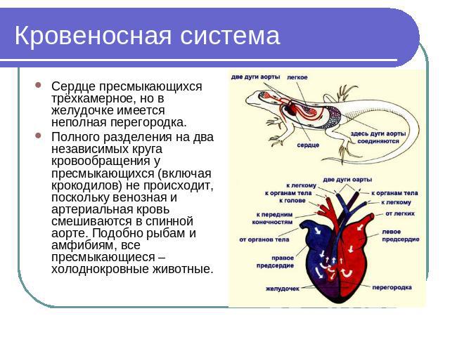 Кровеносная система Сердце пресмыкающихся трёхкамерное, но в желудочке имеется неполная перегородка.Полного разделения на два независимых круга кровообращения у пресмыкающихся (включая крокодилов) не происходит, поскольку венозная и артериальная кро…