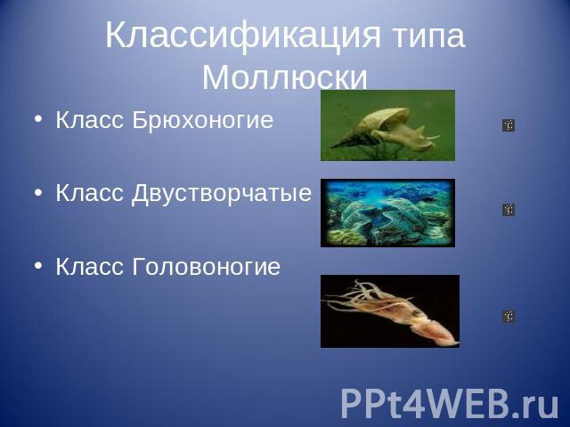 Классификация типа Моллюски Класс Брюхоногие Класс Двустворчатые Класс Головоногие