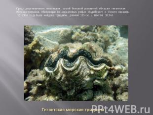 Среди двустворчатых моллюсков самой большой раковиной обладает гигантская морска