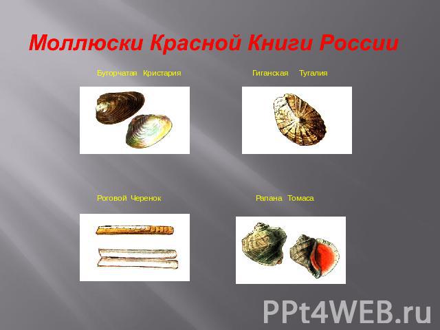 Моллюски черного моря проект по биологии