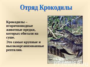 Отряд Крокодилы Крокодилы – вторичноводные животные предки, которых обитали на с