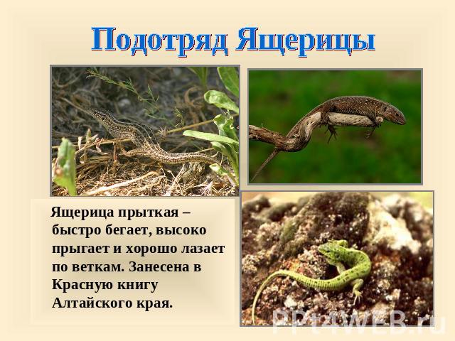 Подотряд Ящерицы Ящерица прыткая – быстро бегает, высоко прыгает и хорошо лазает по веткам. Занесена в Красную книгу Алтайского края.
