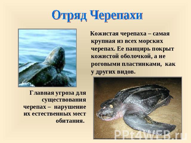 Отряд Черепахи Кожистая черепаха – самая крупная из всех морских черепах. Ее панцирь покрыт кожистой оболочкой, а не роговыми пластинками, как у других видов. Главная угроза для существования черепах – нарушение их естественных мест обитания.