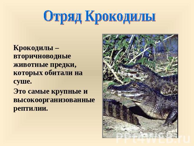Отряд Крокодилы Крокодилы – вторичноводные животные предки, которых обитали на суше. Это самые крупные и высокоорганизованные рептилии.