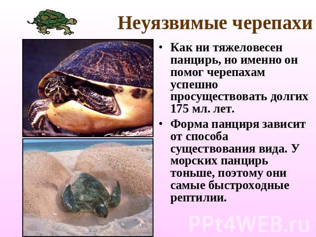 Неуязвимые черепахи Как ни тяжеловесен панцирь, но именно он помог черепахам успешно просуществовать долгих 175 мл. лет.Форма панциря зависит от способа существования вида. У морских панцирь тоньше, поэтому они самые быстроходные рептилии.