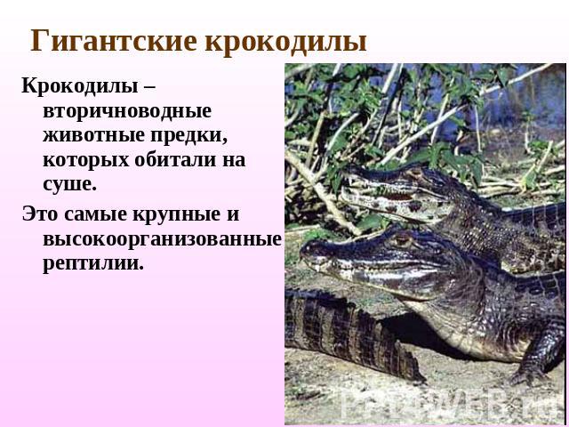 Гигантские крокодилы Крокодилы – вторичноводные животные предки, которых обитали на суше.Это самые крупные и высокоорганизованные рептилии.