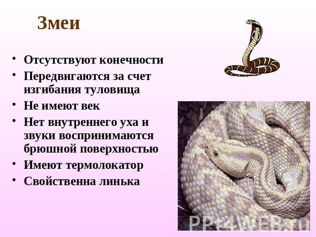 Змеи Отсутствуют конечностиПередвигаются за счет изгибания туловищаНе имеют векНет внутреннего уха и звуки воспринимаются брюшной поверхностьюИмеют термолокаторСвойственна линька