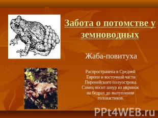 Забота о потомстве у земноводных Жаба-повитуха Распространена в Средней Европе и
