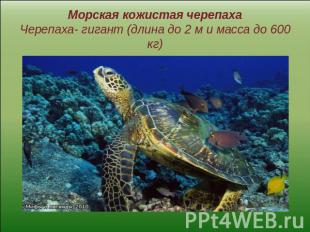 Морская кожистая черепахаЧерепаха- гигант (длина до 2 м и масса до 600 кг)