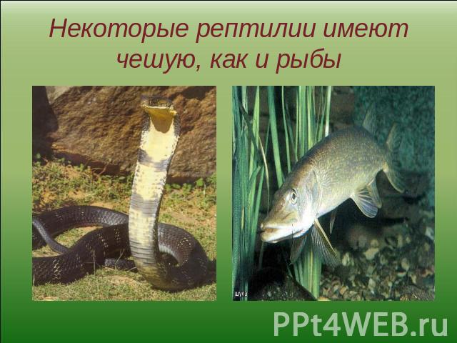 Некоторые рептилии имеют чешую, как и рыбы