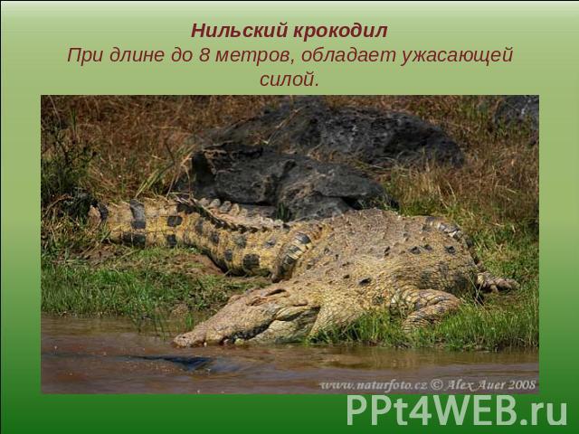 Нильский крокодилПри длине до 8 метров, обладает ужасающей силой.