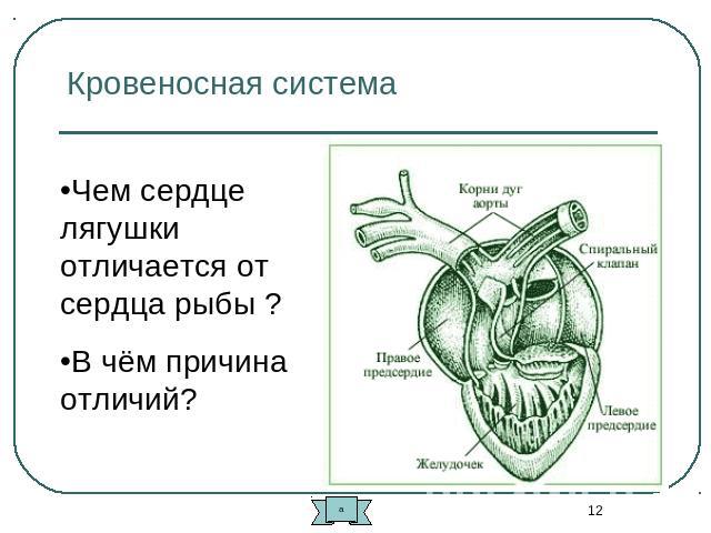 Кровеносная система Чем сердце лягушки отличается от сердца рыбы ?В чём причина отличий?