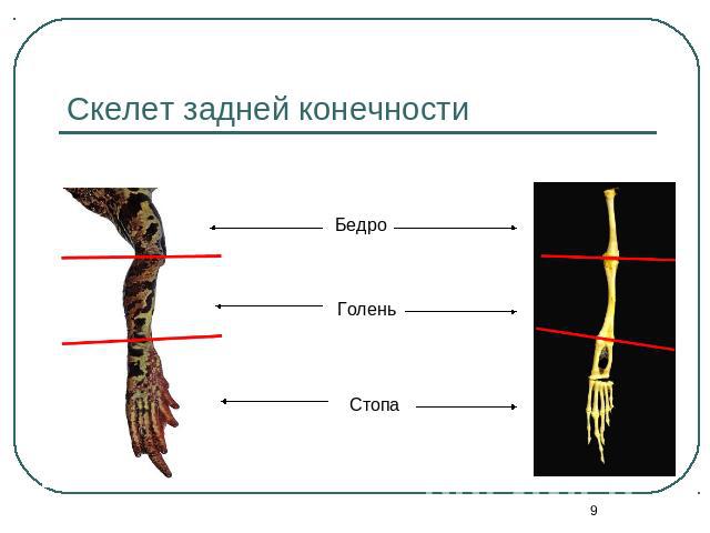 Скелет задней конечности