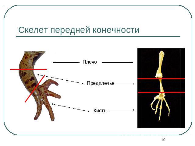 Скелет передней конечности