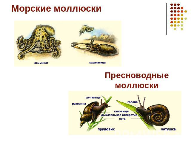 Морские моллюски Пресноводные моллюски