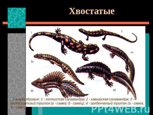 Хвостатые Саламандровые: 1 - пятнистая саламандра; 2 - кавказская саламандра; 3 – малоазиатский тритон (а - самка; б - самец); 4 - гребенчатый тритон (а - самка, б - самец).