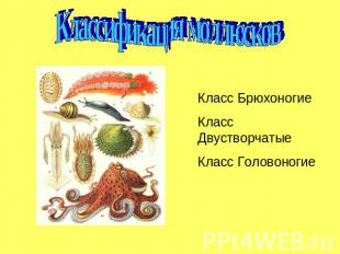 Классификация моллюсковКласс БрюхоногиеКласс ДвустворчатыеКласс Головоногие