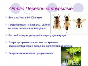 Отряд Перепончатокрылые Всего на Земле 90 000 видовПредставители- пчелы, осы, шм