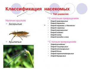Классификация насекомых Наличие крыльевБескрылыеКрылатые * С неполным превращени