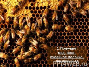Получает:мед, воск, пчелиное молочко, пчелиный яд