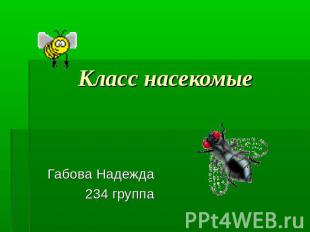 Класс насекомые Габова Надежда234 группа