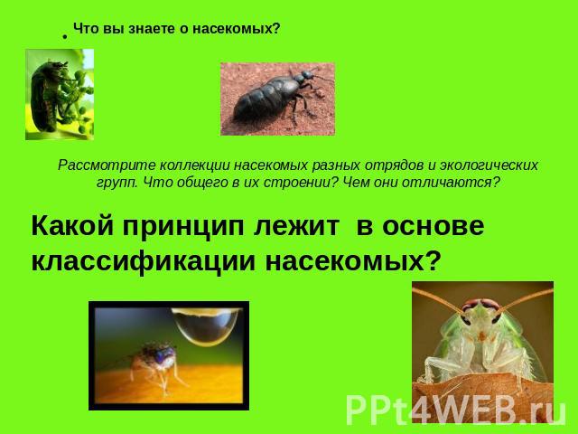Что вы знаете о насекомых? Рассмотрите коллекции насекомых разных отрядов и экологических групп. Что общего в их строении? Чем они отличаются?Какой принцип лежит в основе классификации насекомых?