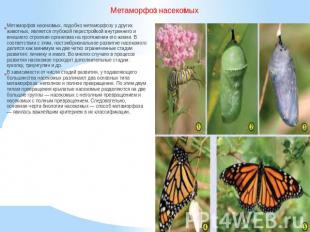 Метаморфоз насекомых Метаморфоз насекомых, подобно метаморфозу у других животных