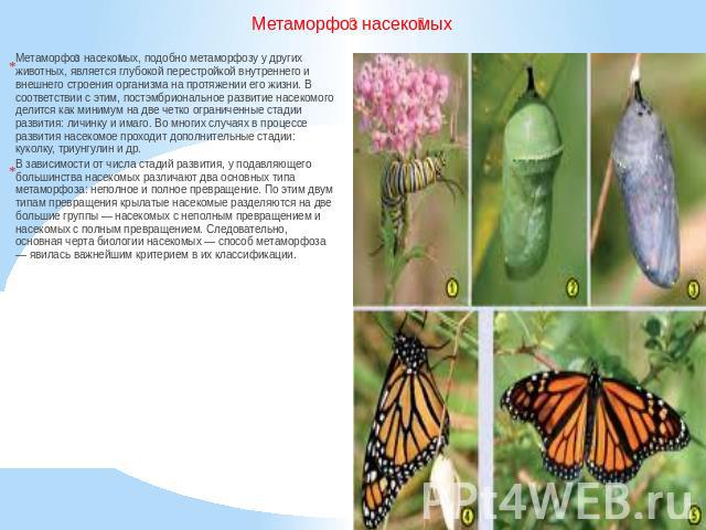 Метаморфоз насекомых Метаморфоз насекомых, подобно метаморфозу у других животных, является глубокой перестройкой внутреннего и внешнего строения организма на протяжении его жизни. В соответствии с этим, постэмбриональное развитие насекомого делится …