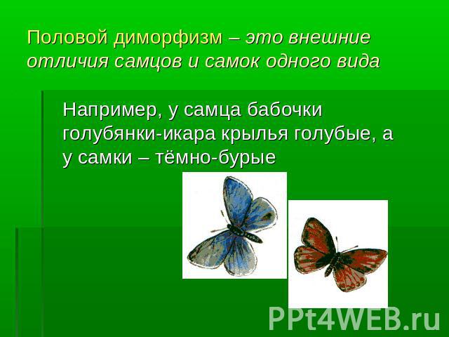 Половой диморфизм – это внешние отличия самцов и самок одного вида Например, у самца бабочки голубянки-икара крылья голубые, а у самки – тёмно-бурые
