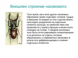 Внешнее строение насекомогоТело жуков, как и всех других насекомых, образовано т