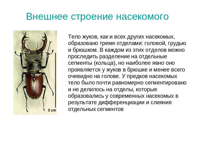 Внешнее строение насекомогоТело жуков, как и всех других насекомых, образовано тремя отделами: головой, грудью и брюшком. В каждом из этих отделов можно проследить разделение на отдельные сегменты (кольца), но наиболее явно оно проявляется у жуков в…
