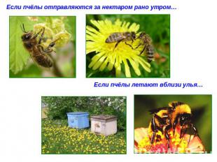 Если пчёлы отправляются за нектаром рано утром… Если пчёлы летают вблизи улья…