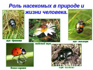 Роль насекомых в природе и жизни человека.