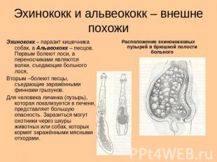 Эхинококк и альвеококк – внешне похожи Эхинококк – паразит кишечника собак, а Ал