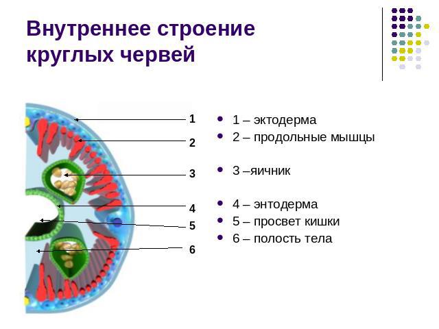 Внутреннее строение круглых червей 1 – эктодерма2 – продольные мышцы3 –яичник4 – энтодерма5 – просвет кишки6 – полость тела