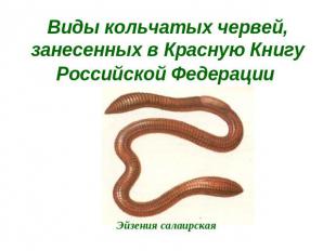 Виды кольчатых червей, занесенных в Красную Книгу Российской Федерации